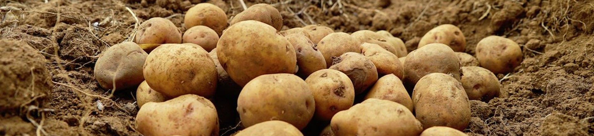 Header Varieties (Seed Potatoes)