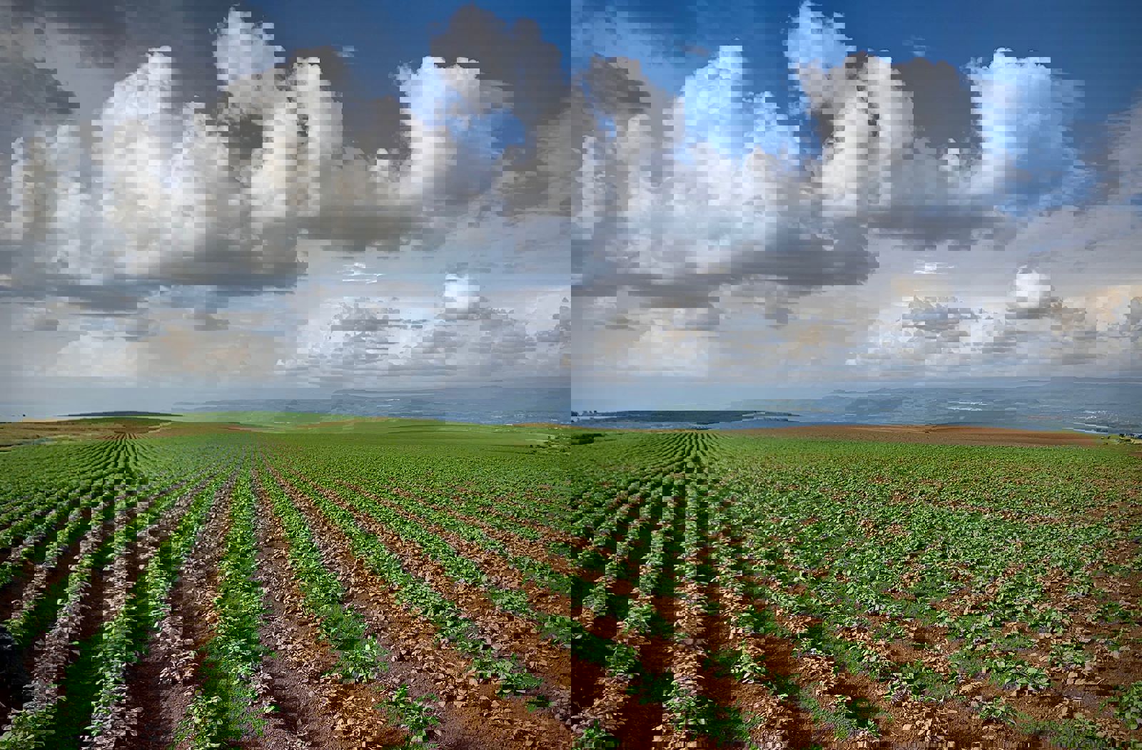 Potato Upscaling Kenya