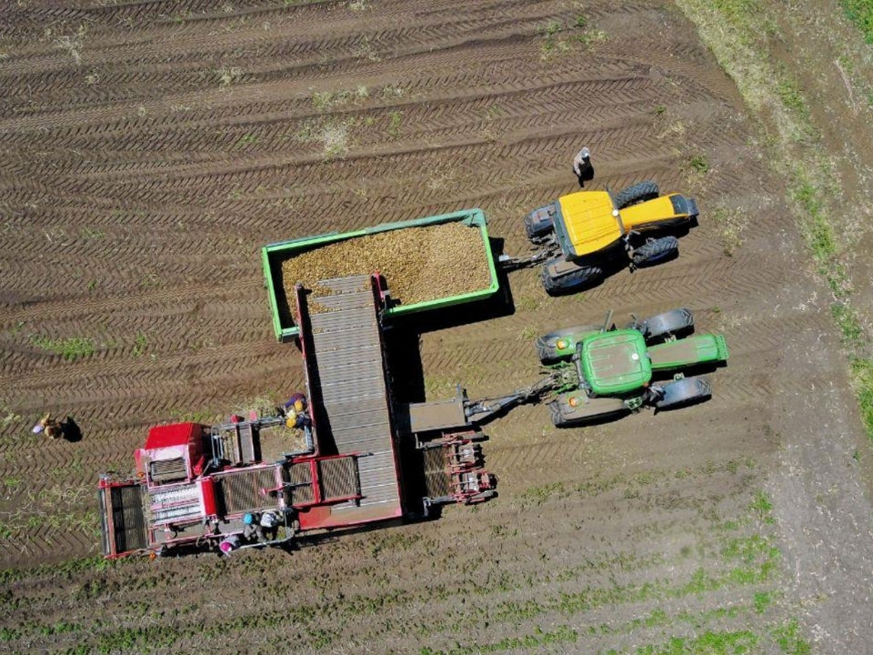 Harvesting potatoes in Kenya