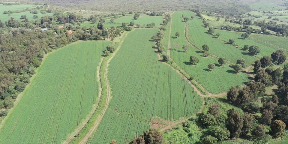 Dronebeeld Kenia Farm