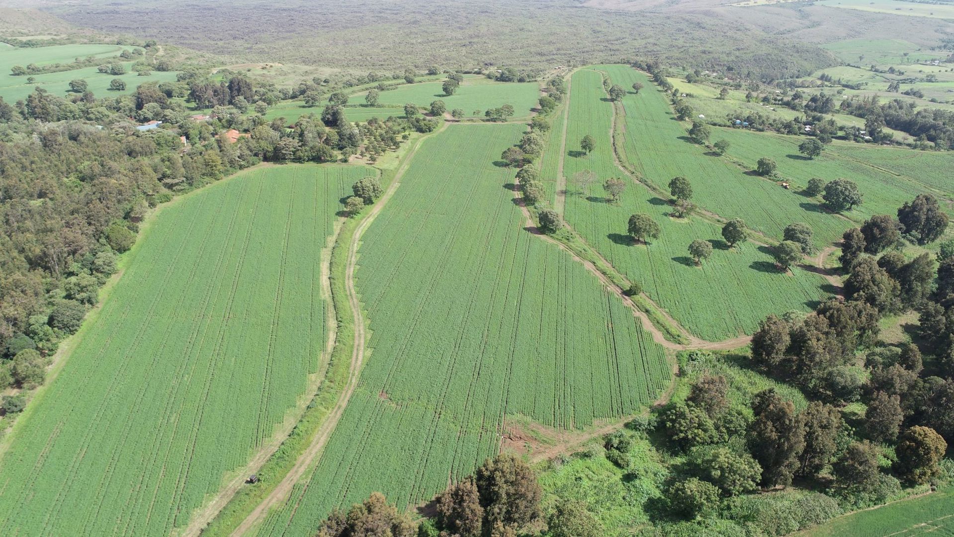 Dronebeeld Kenia Farm