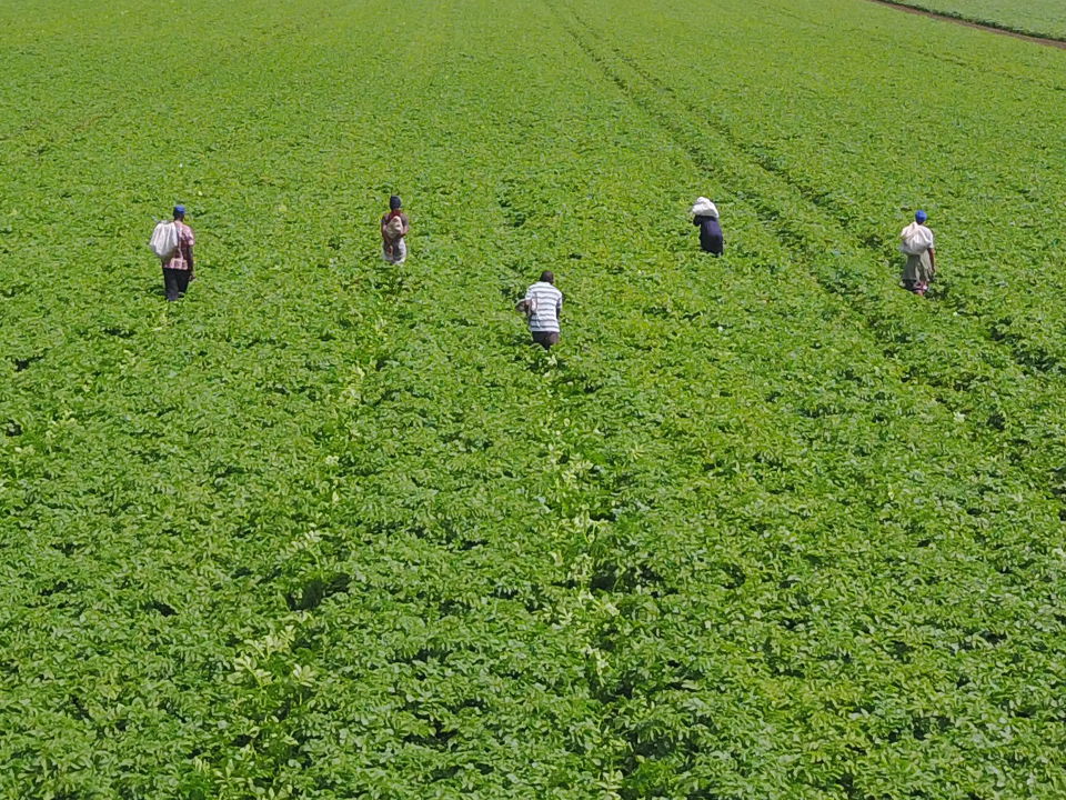 Kenyan potato farmers inspecting field