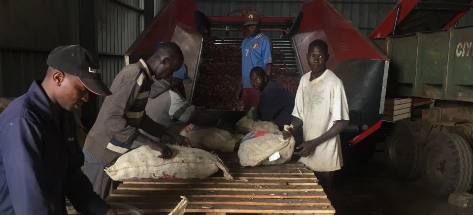 Potato Traders Markies