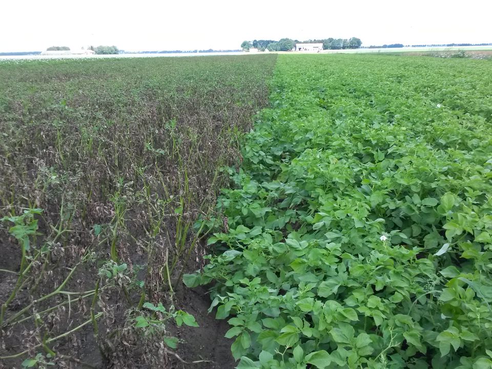 Veld Phythopthora En Resistent