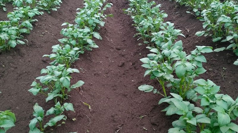 Potato farming Eldoret