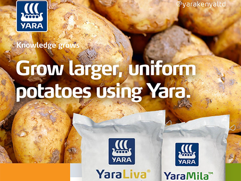 potato safe products