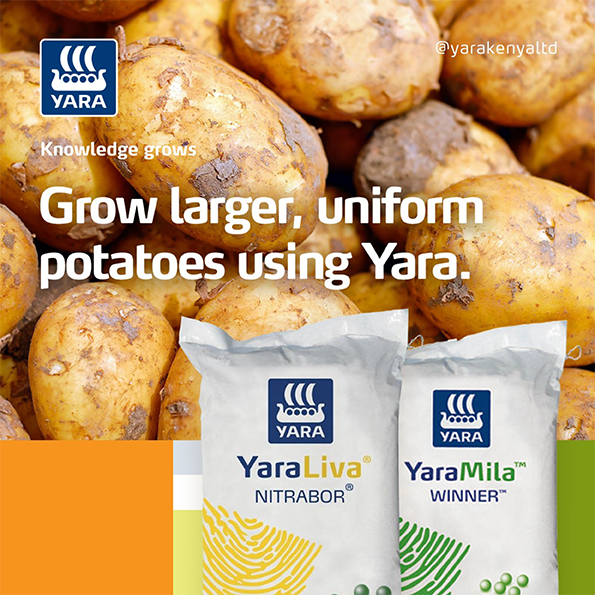 Potato Image Agrico