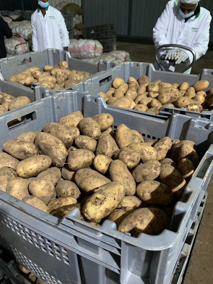 Potato Supply