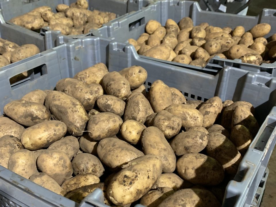 Potato Supply