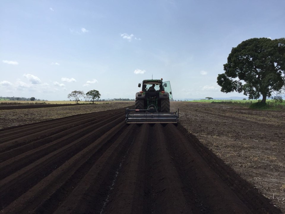 potato planting