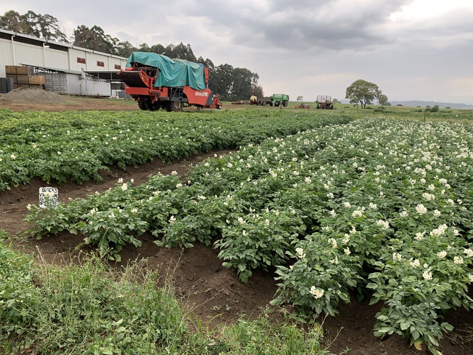 Year Round Supply Agrico PSA