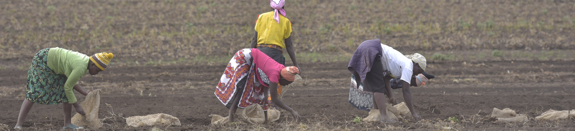 Header Website Potato Magazine (4) (1)