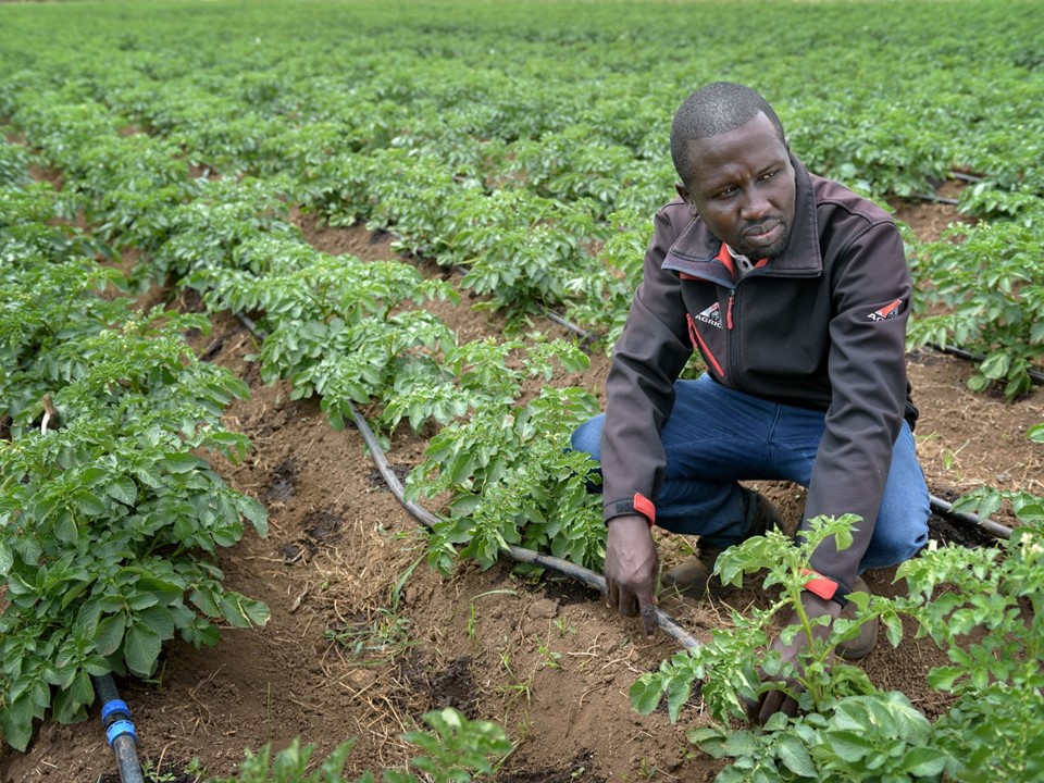 Employee checking drip irrigation at the potatoes
